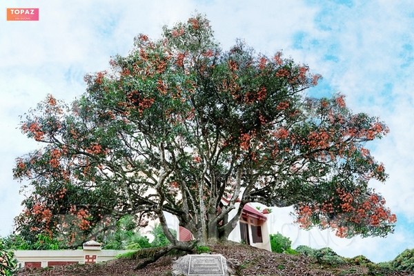 Với đất đai màu mỡ, người dân Thanh Sơn chủ yếu tập trung vào trồng trọt, đặc biệt là các loại cây ăn quả như vải thiều