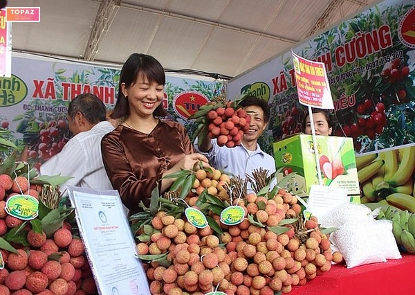 Hiện vải thiều Thanh Hà được tiêu thụ chủ yếu trong nước và xuất khẩu sang một số thị trường lớn