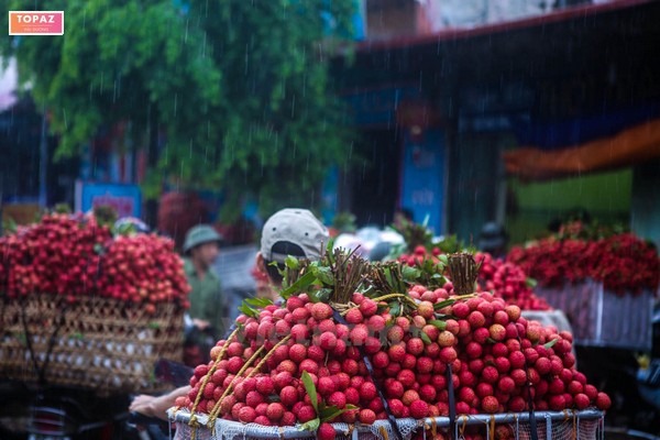 Vải Thanh Hà nổi tiếng ở huyện Thanh Hà, Tỉnh Hải Dương