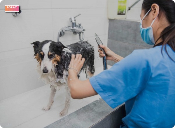 Chất Lượng Dịch Vụ: 2Vet - Hải Dương cung cấp các dịch vụ chăm sóc thú cưng toàn diện và chuyên nghiệp